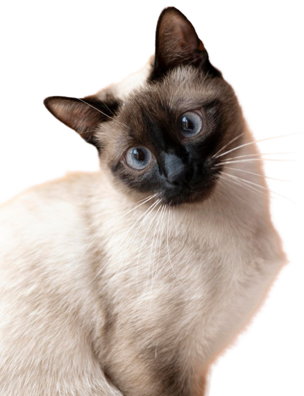 Imagen dato curioso de los gatos que los convierte en uno de los animales mas interesantes